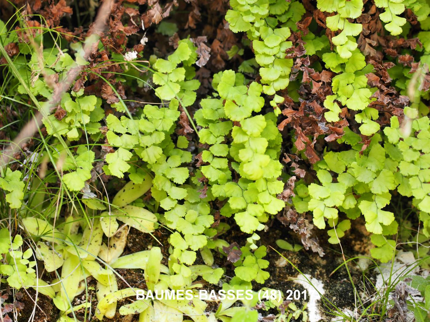 Maidenhair Fern, True plant